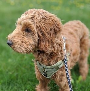 Meet your Posher, Daneen